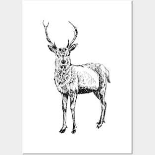 Deer Posters and Art